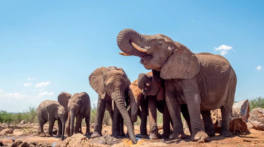 Madikwe safari rhulani b