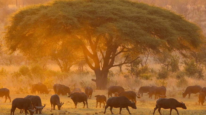 Nantwich zimbabue safari manada touro