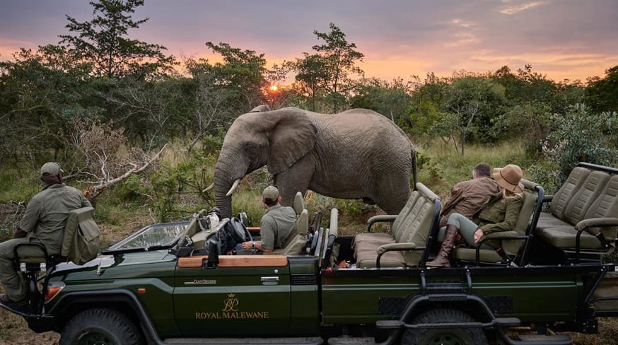 Royal malewane elefante