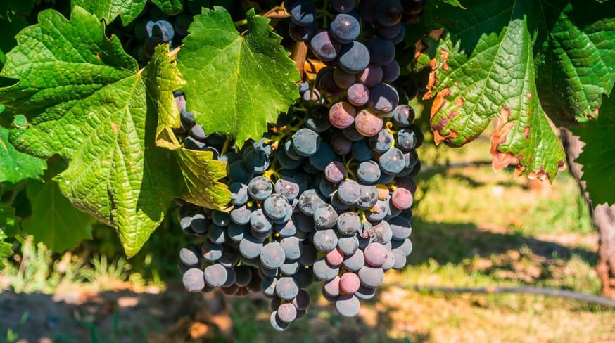 Cachos de uva em mendoza na argentina