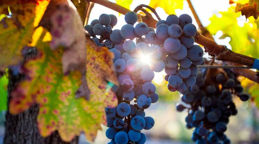 Grape plantation in the state of mendoza argentina