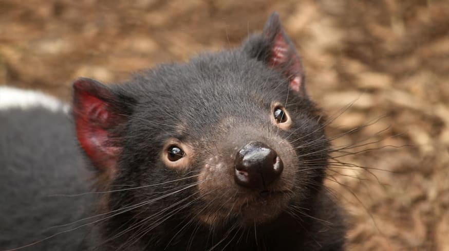 Australia tasmania animal