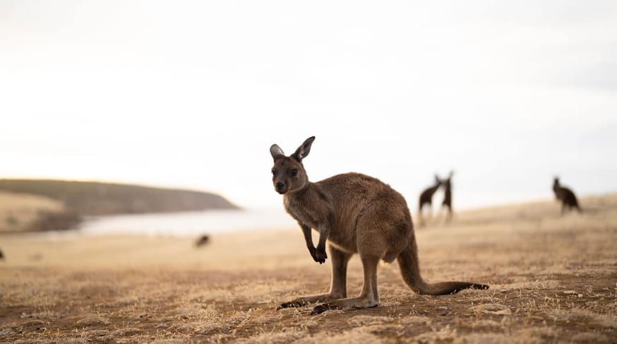 Tourism australia south australia kangaroo island haines