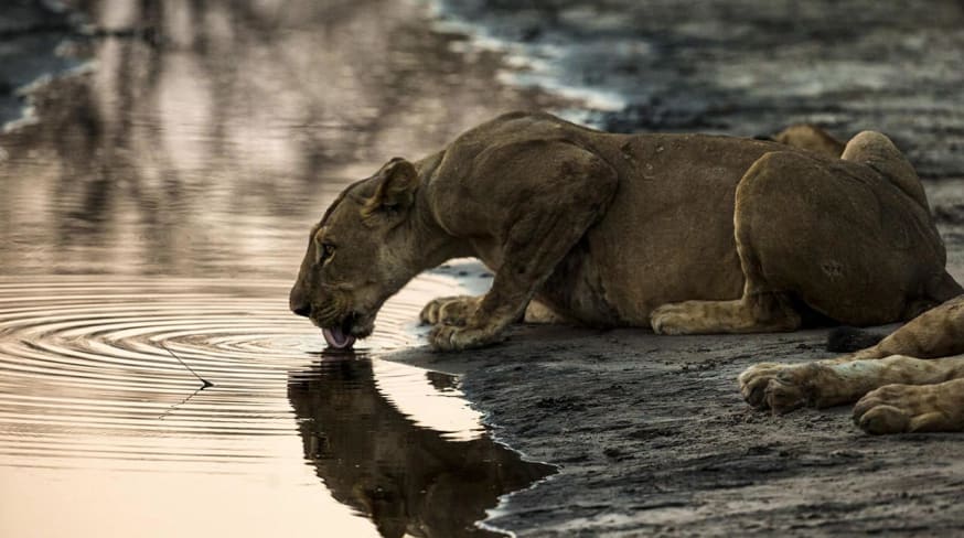 Botswana great plains selinda explorers leoa