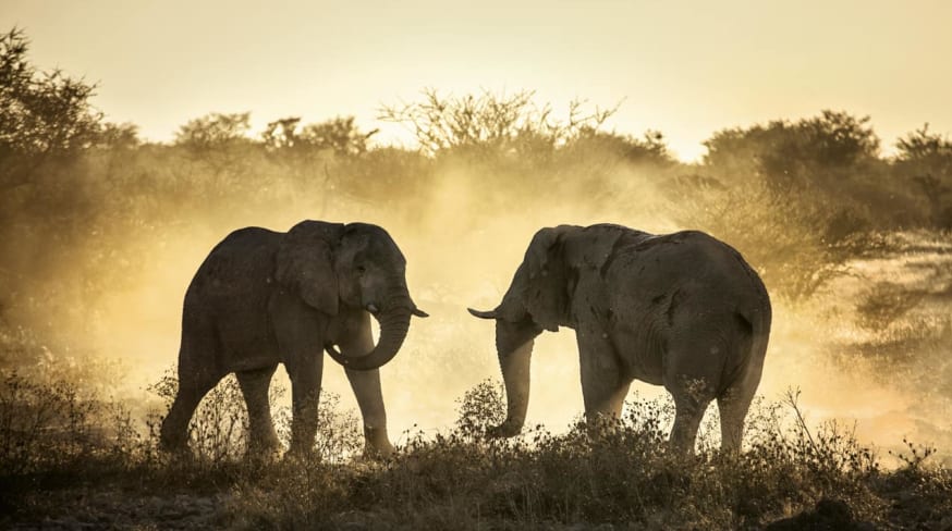 Elefantes africanos Botswana