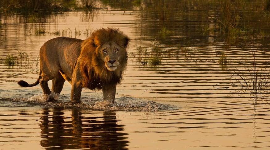 Leão em Botswana