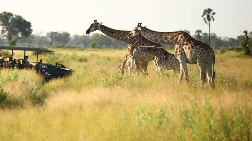 Safari andBeyond Nxabega Okavango