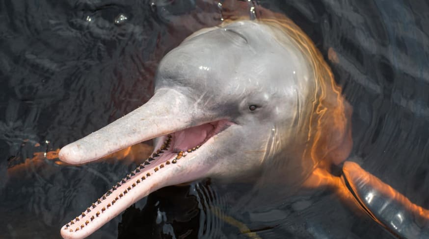 Anavilhanas jungle lodge boto