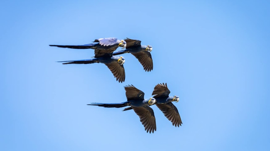 Caiman arara azul voando