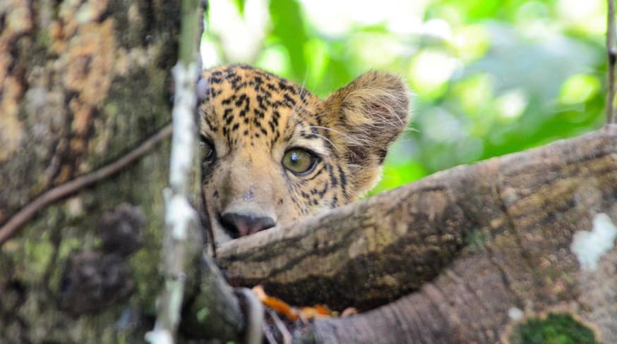 Emiliano ramalho uakari lodge b