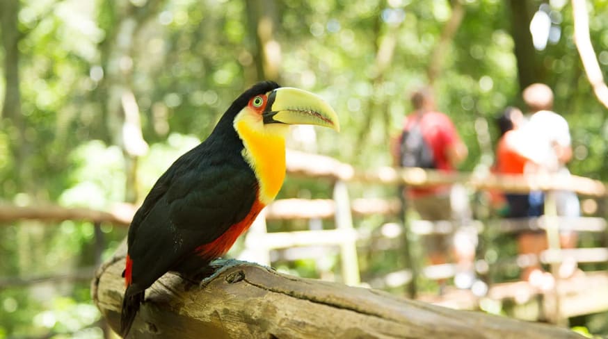 Foz do iguacu parque das aves ave
