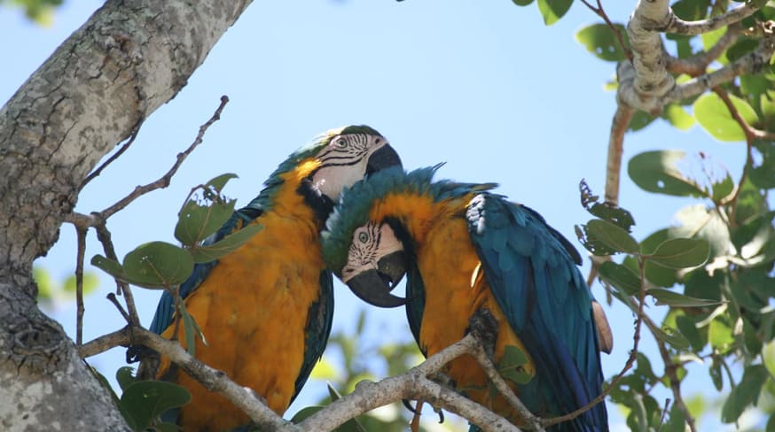 Ms barra mansa pantanal arara