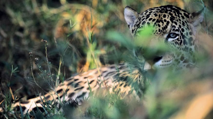 Ms barra mansa pantanal onca pintada