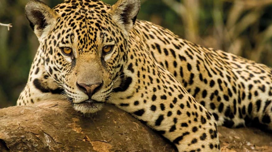 Onça do Pantanal