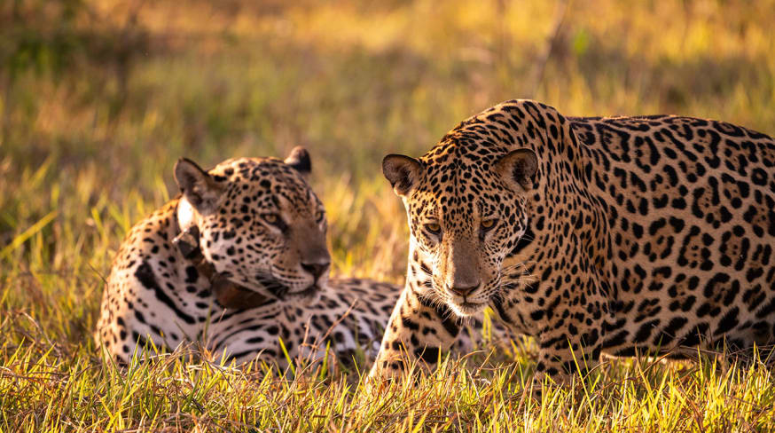 Pantanal onca pintada