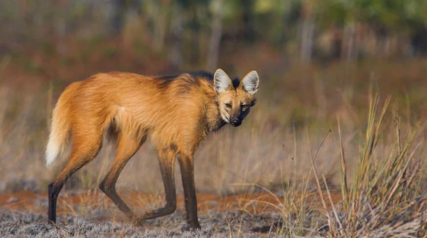 Pousada trijuncao lobo guara