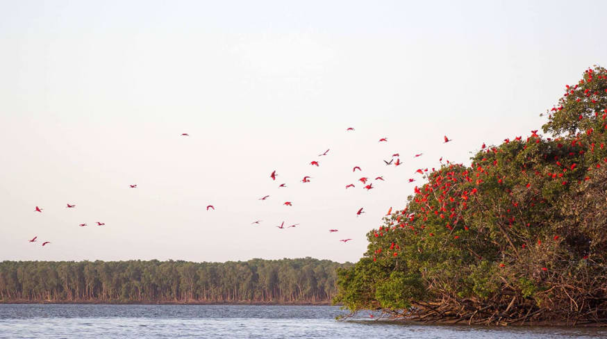 Shutterstock maranhao parnaiba revoada passaros