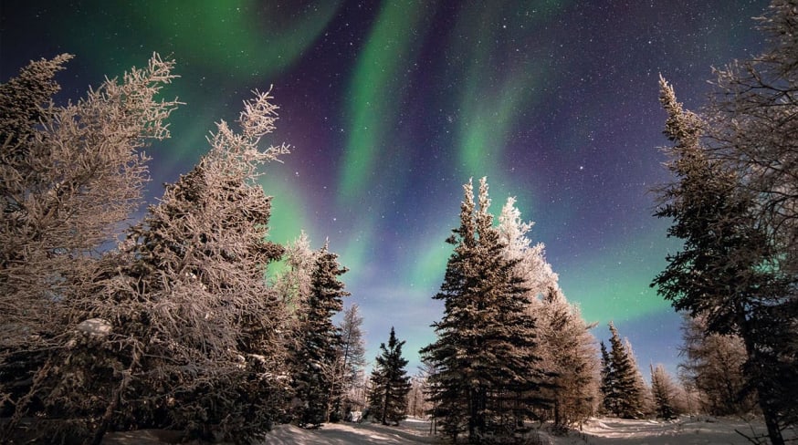 Aurora boreal na floresta 