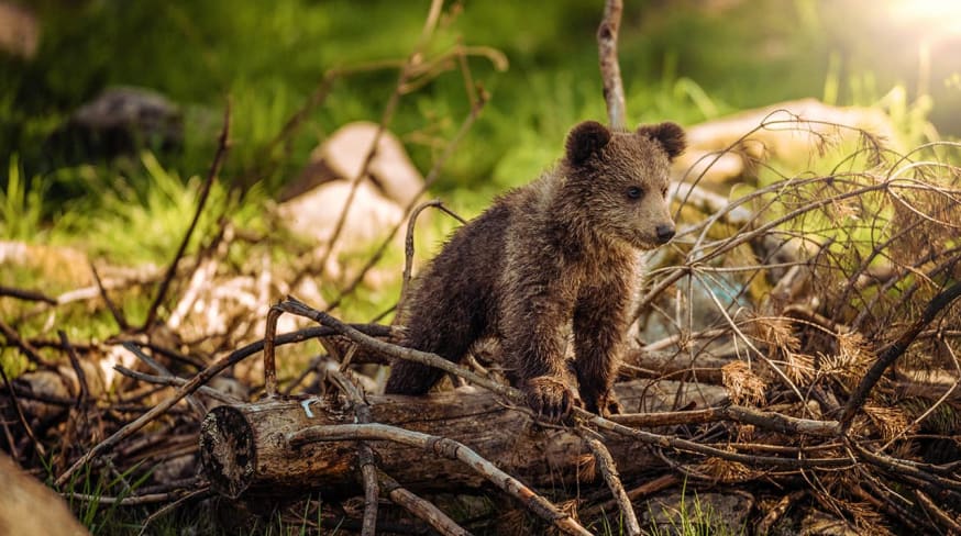 Canada urso filhote