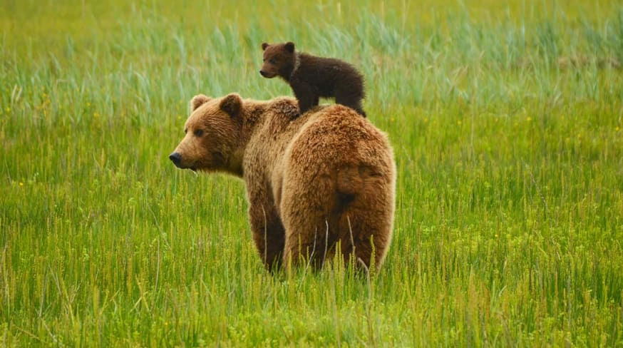 Canada urso mae filhote