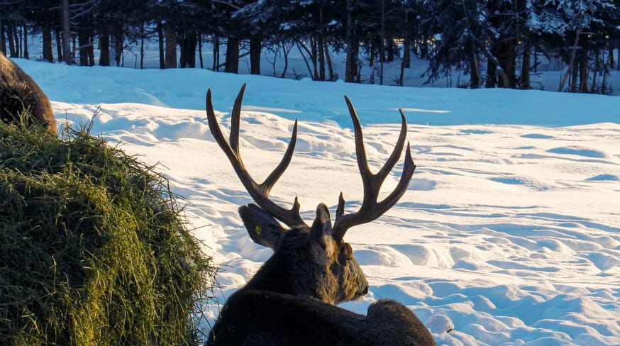Canada yukon whitehorse animal