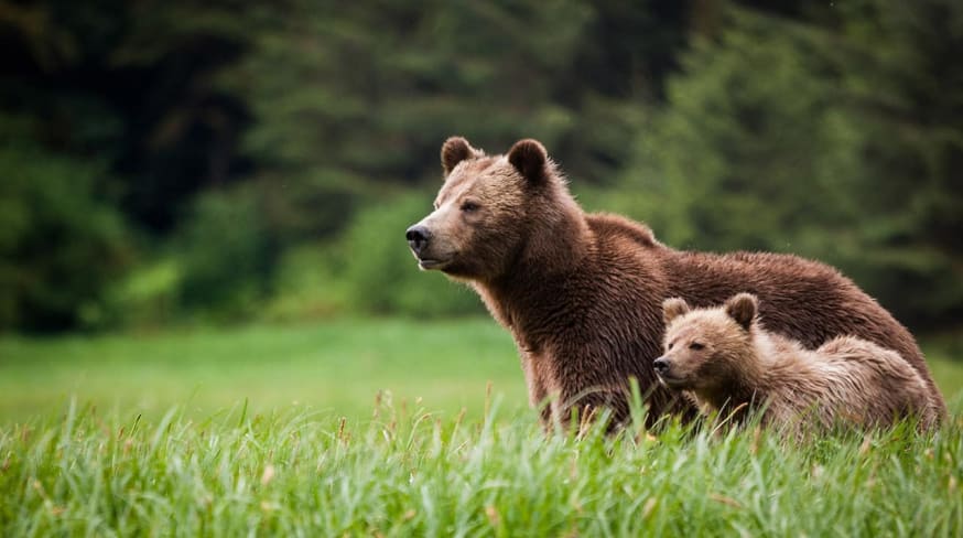 Knight inlet lodge urso com bebe