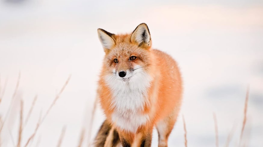 raposa manitoba churchill