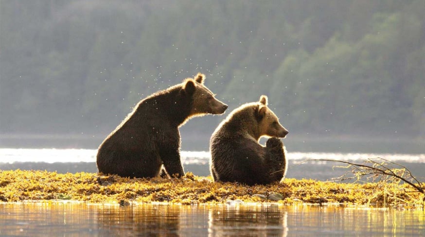 urso pardo spirit bear
