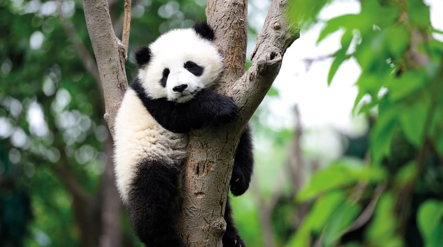 Bebe panda