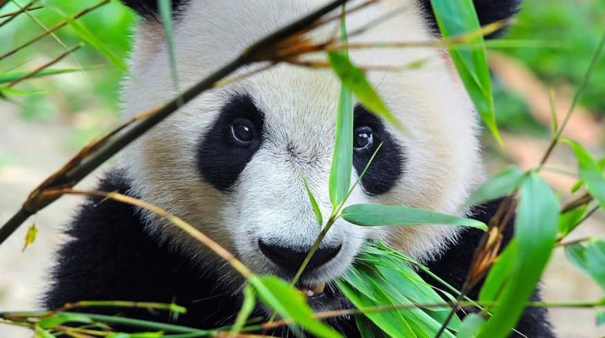 Panda china