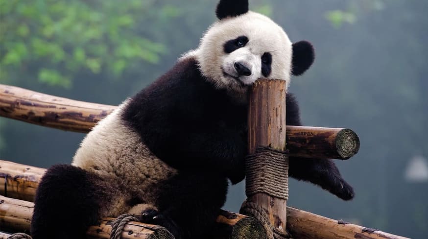 Panda posando