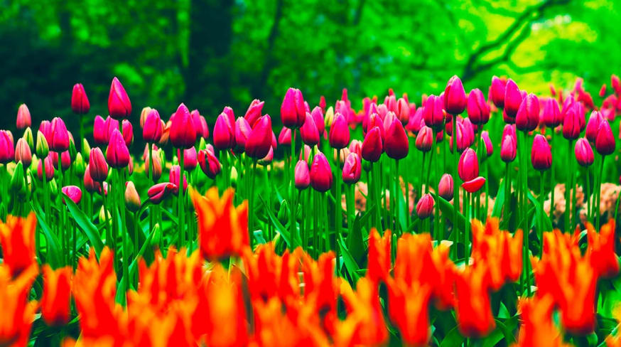 Amsterdam tulipas