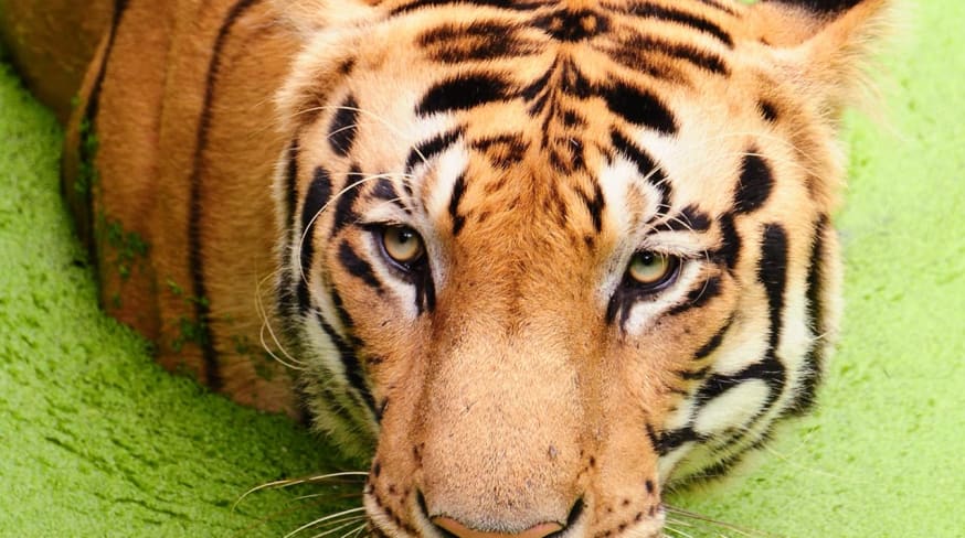 Pacote Índia: Tigre de Bengala, Reserva de Animais, Parque Nacional