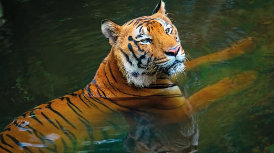 Tigre india