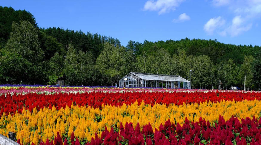 Furano japao hokkaido travel navi campo flores coloridas casa