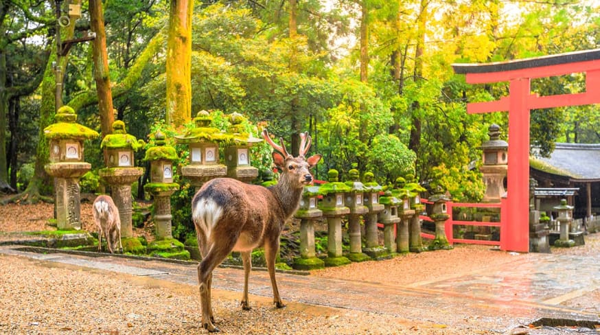Japao nara parque cervos entrada