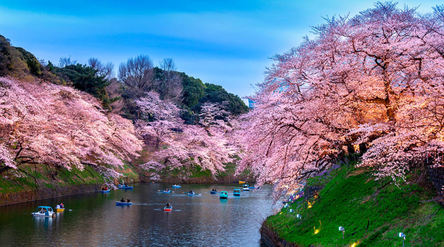 Japao tokyo cerejeiras parque chidorigafuchi