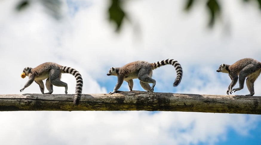 Lêmures
