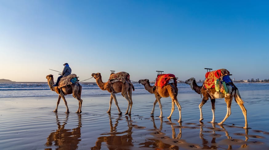 Cidade Essaouira, camelos