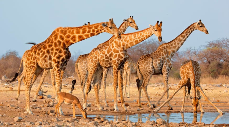 Etosha national park namibia safari d