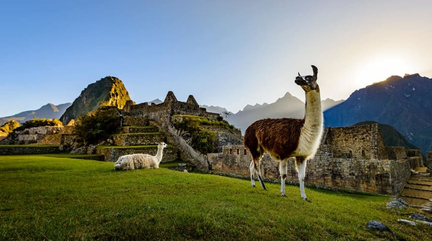 Lhamas em machu picchu