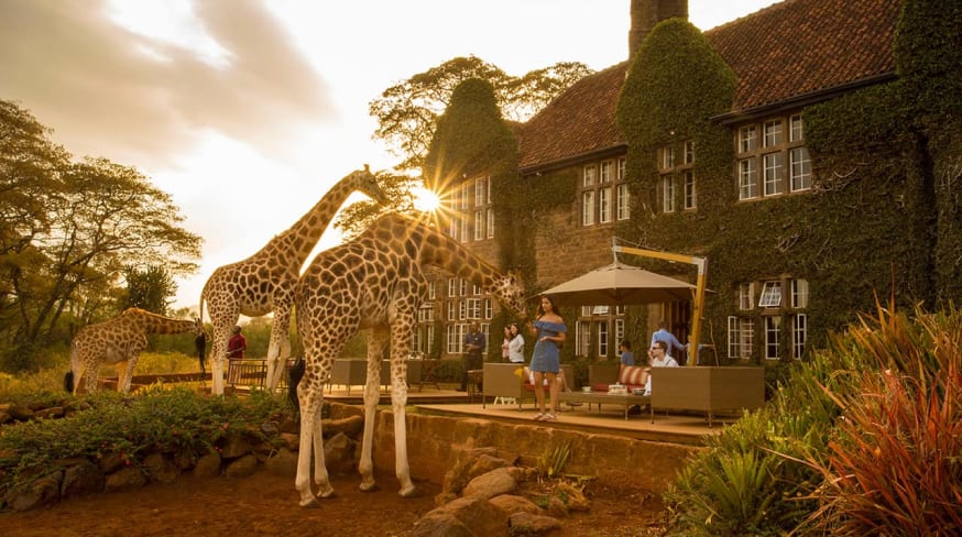 Quenia thesafaricollection giraffemanor girafa pordosol