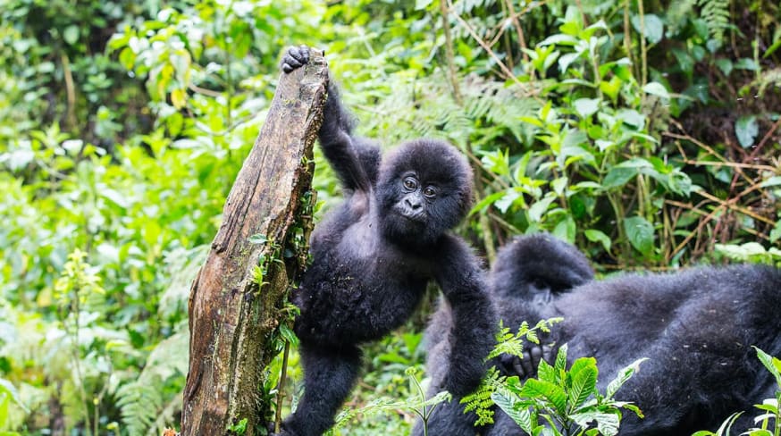 Ruanda gorila bebe brincando