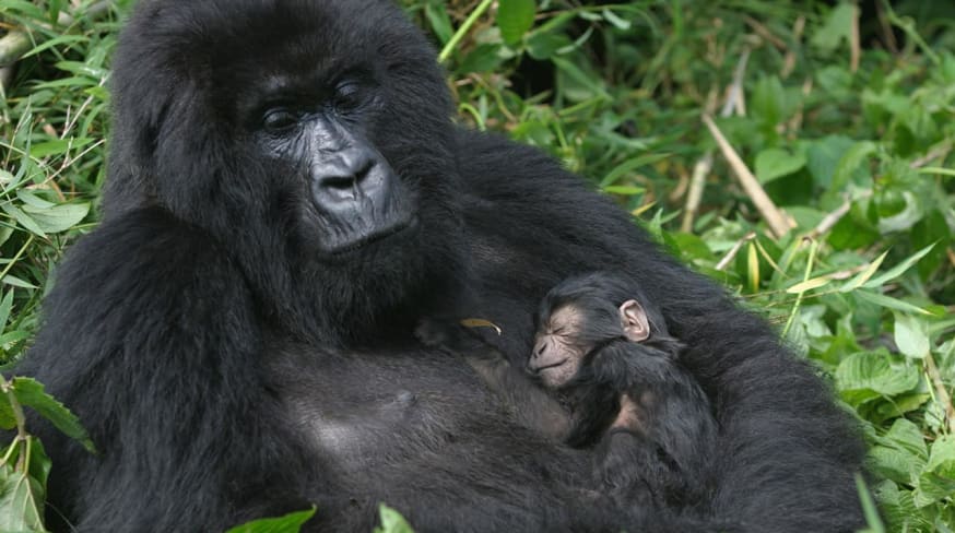 Ruanda gorila mae