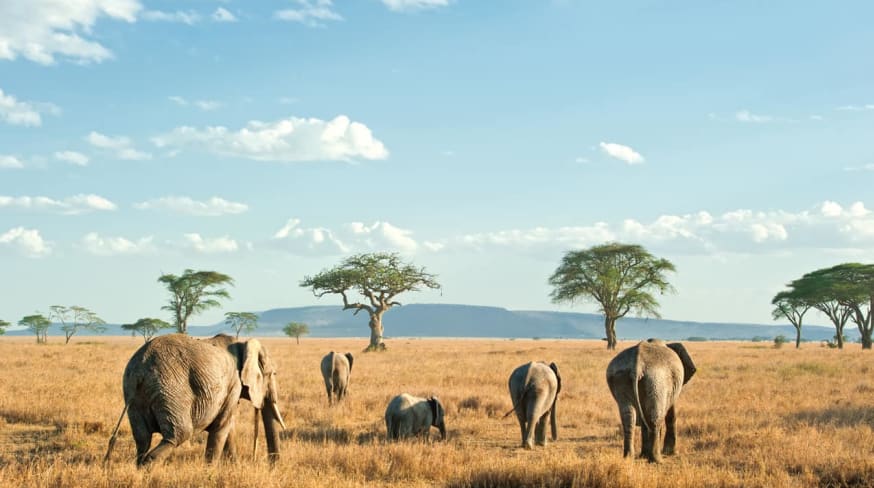 Elefantes safári Serengeti, Tanzânia