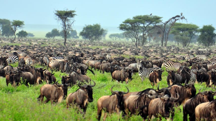 Grande Migração, Parque Nacional Serengeti, Tanzânia
