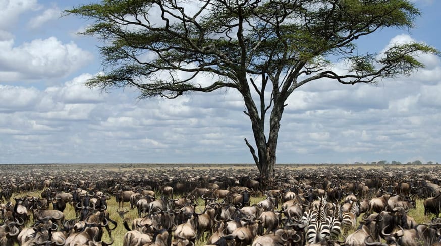 Manada de gnus