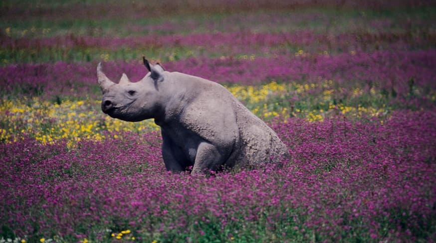 Rinoceronte negro na cratera ngorongoro