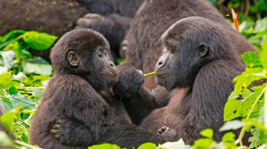 Gorilas da Montanha, Mãe e filho