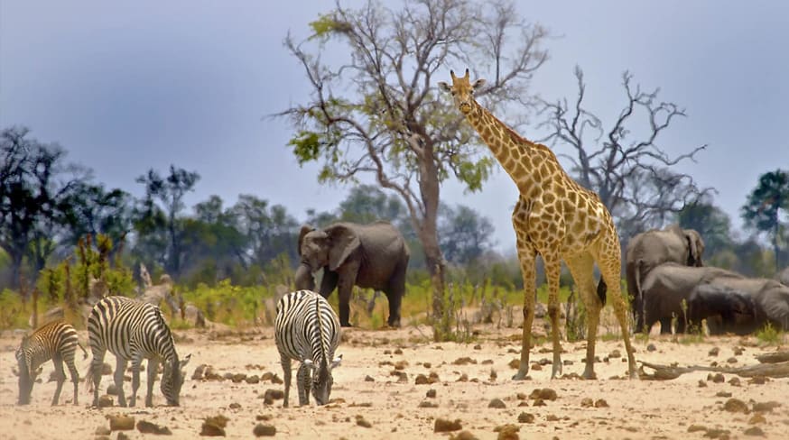 Zimbabue parque nacional hwange girafa